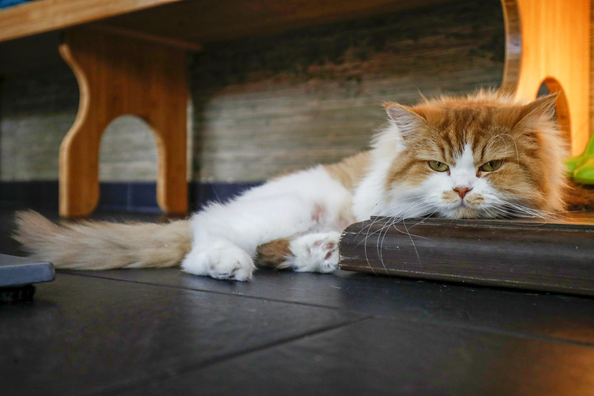 Im Katzentempel Muenchen leben Katzen