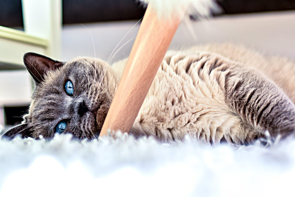 Das Idealgewicht fuer Katzen