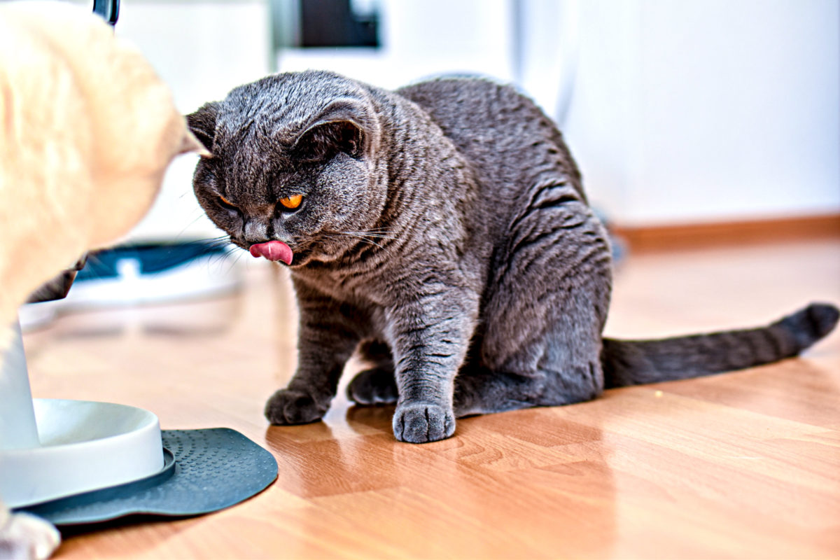 Das Idealgewicht für Katzen Wieviel dürfen Katzen wiegen? Strasskind