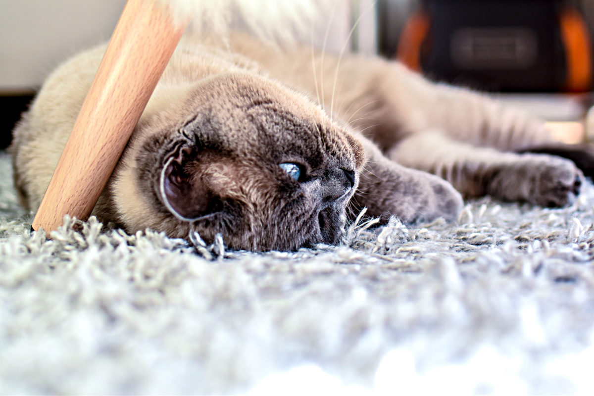 Das Idealgewicht einer Katze