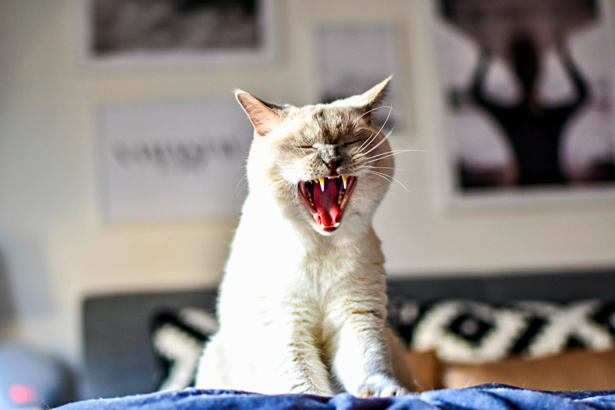 Das Verdauungssystem der Katze