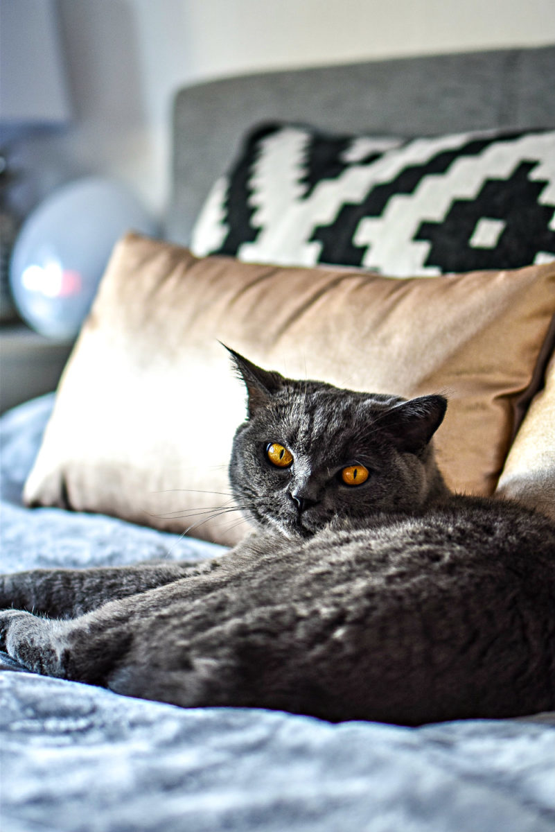 Das Katzen Verdauungssystem