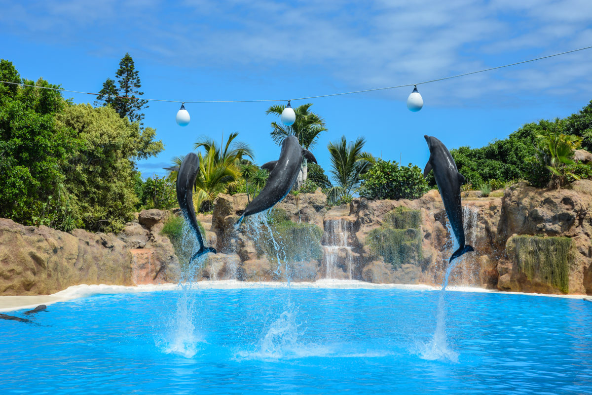 Delfine im Loro Parque