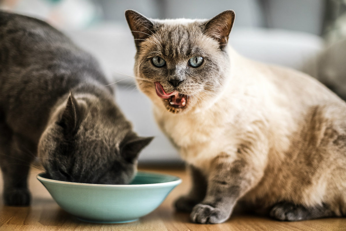 Mischfütterung mit PurinaONE