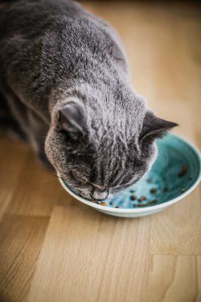 Nassfutter von PurinaONE