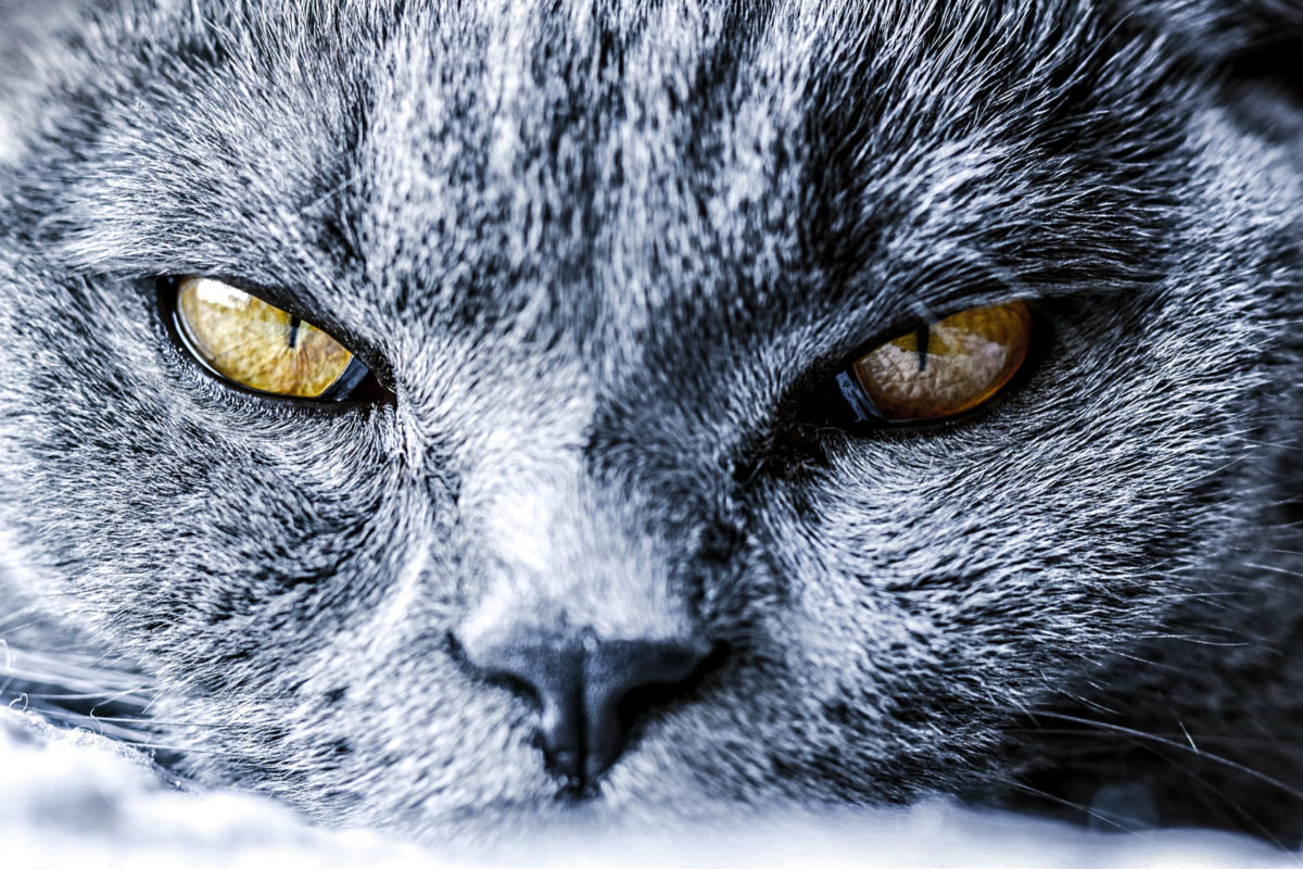 Katzenaugen einer Britisch Kurzhaar Katze