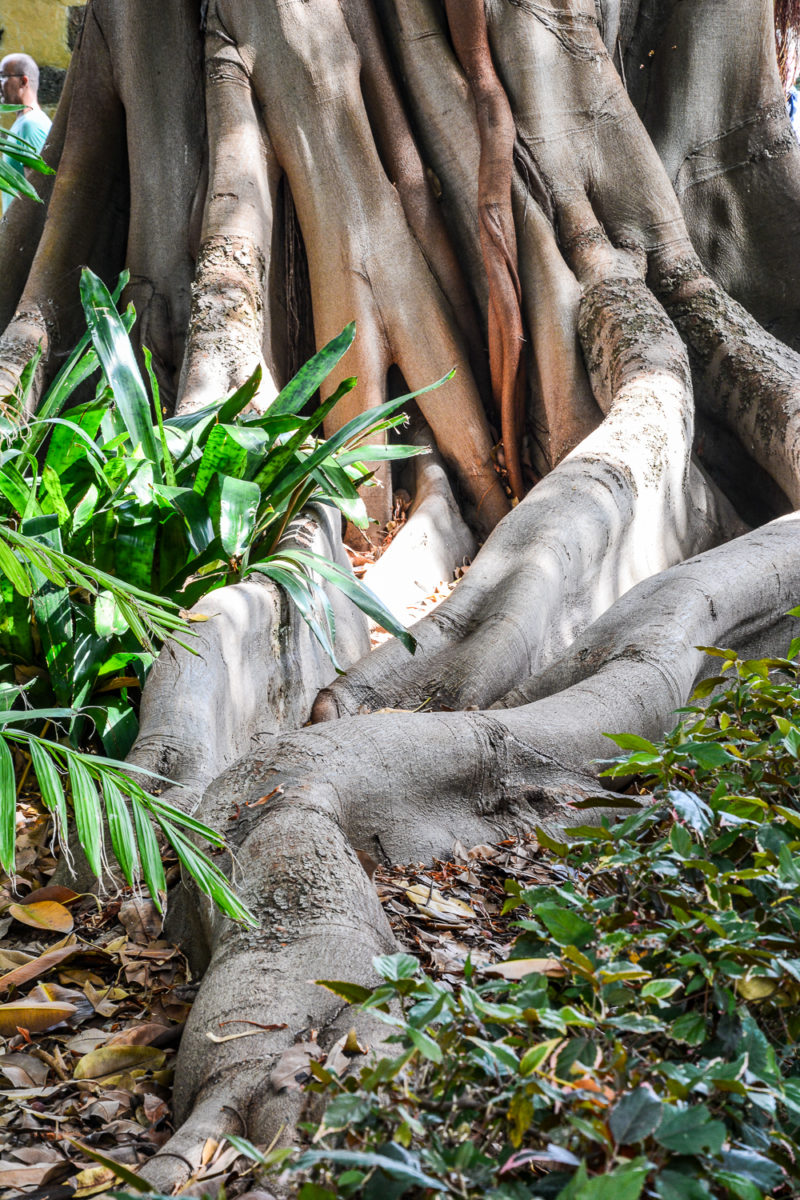 Baum auf Teneriffa