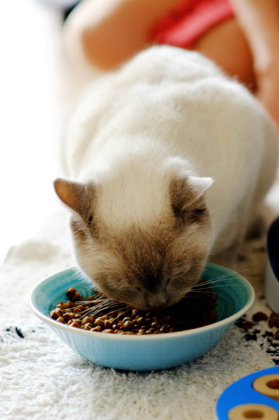 Stärke das Immunsystem deiner Katze mit Spirulina